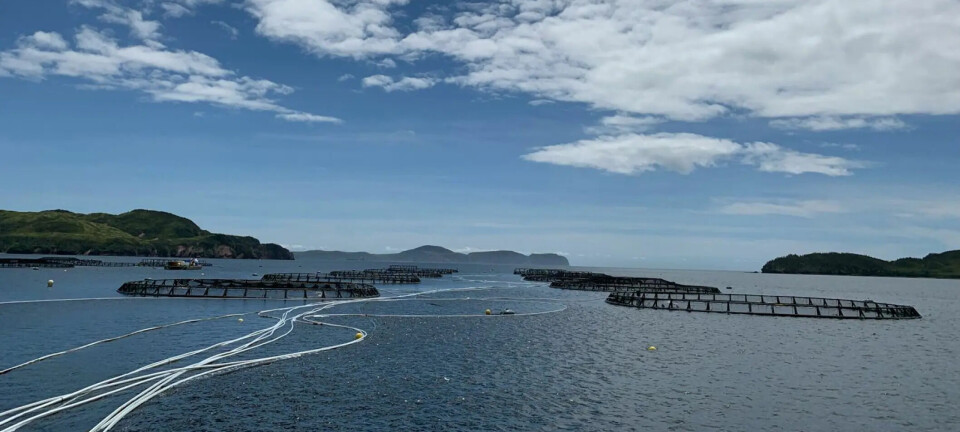 Empresa reporta muerte de 400.000 salmones