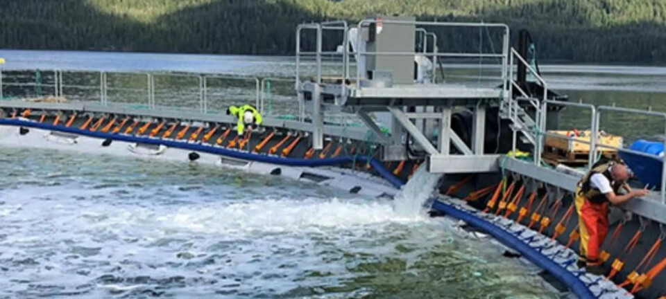 Cermaq completa su ciclo de producción sin tratamientos contra los piojos