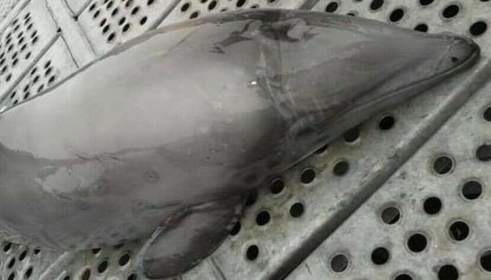 Productor de salmón investiga muerte de delfines en centros de cultivo