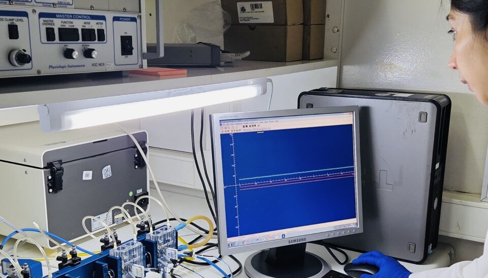 Cámara de Ussing que se utiliza para evaluar el cambio en la resistencia transepitelial (TEER) en trozos de tejido de intestino de salmón.