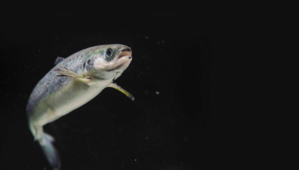 Smolt Cuestionan el concepto de smolt robusto: es mucho más que crecimiento