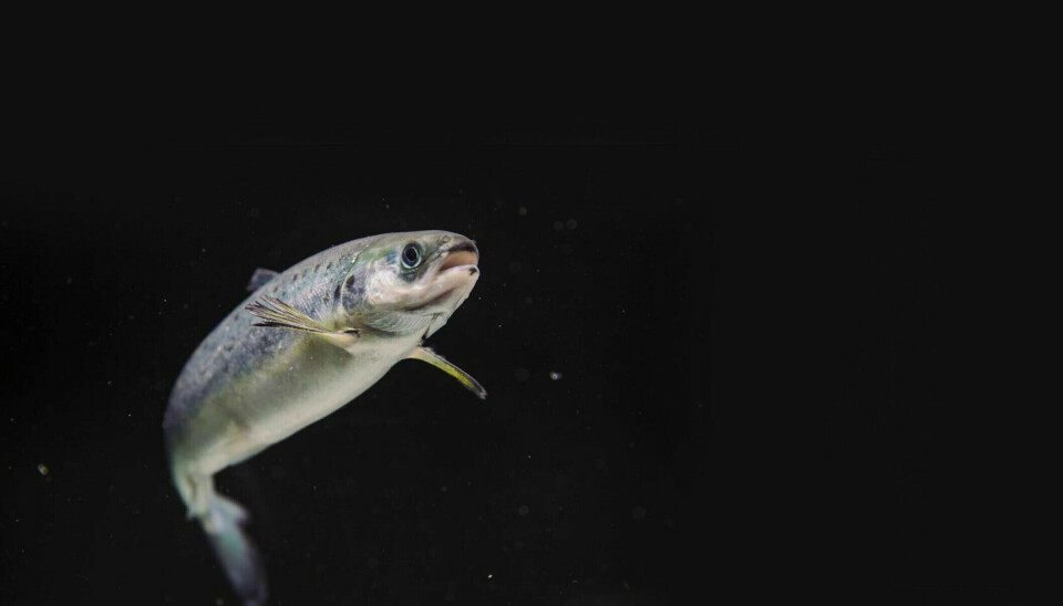 Cuestionan el concepto de smolt robusto: es mucho más que crecimiento