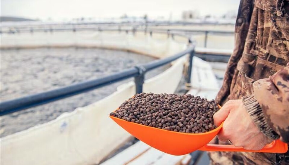 ¿Escasez de harina y aceite de pescado para la industria acuícola?