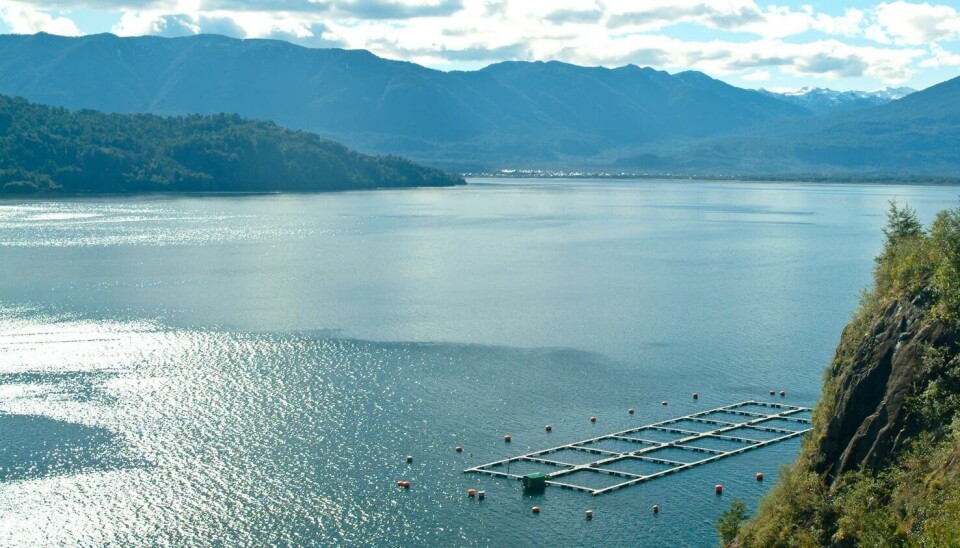 Marine Farm denuncia acto de sabotaje que llevó a escape de peces en centro de cultivo