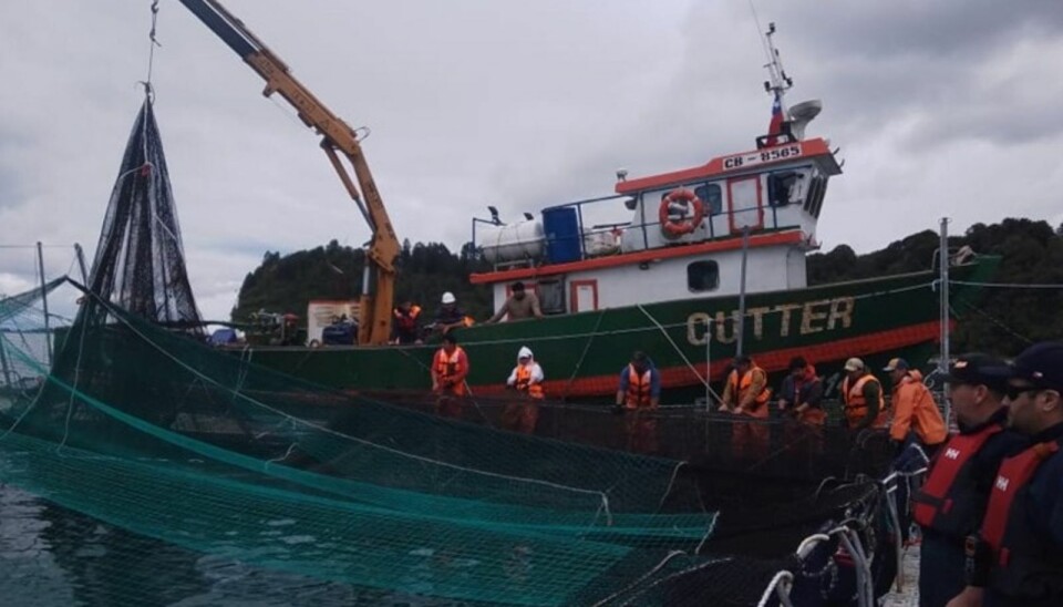 Sernapesca estima en casi 43.000 escape de salmones desde centro en Calbuco
