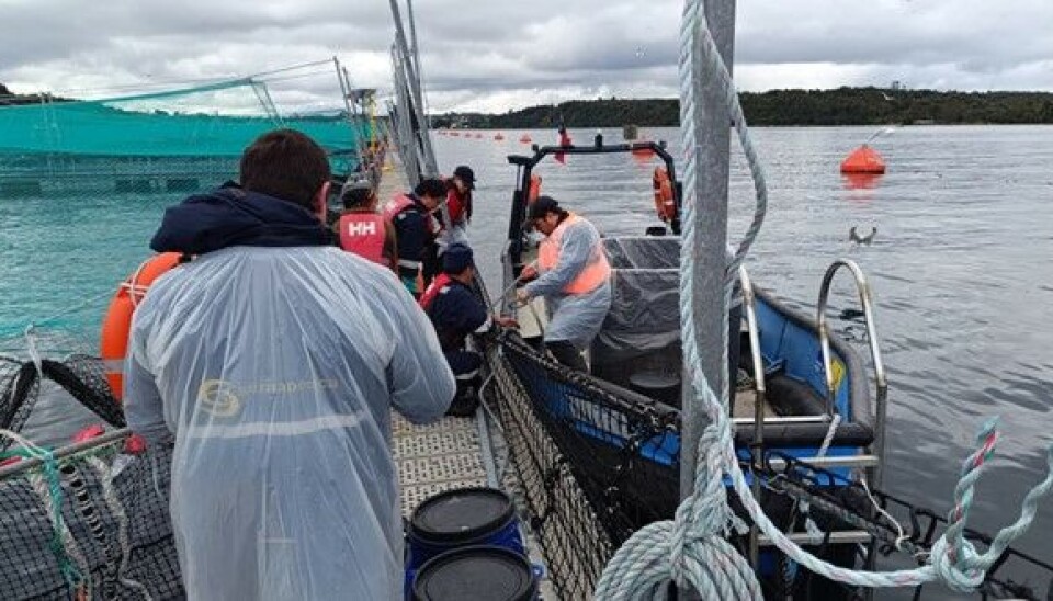 Nuevo recuento de escape en Marine Farm: 5,4% de los salmones recapturados