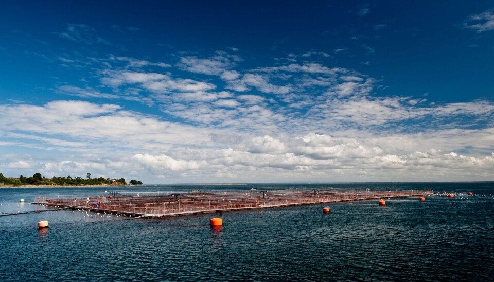 Salmón del Atlántico no logra reproducirse con éxito en ríos del sur de Chile según estudio