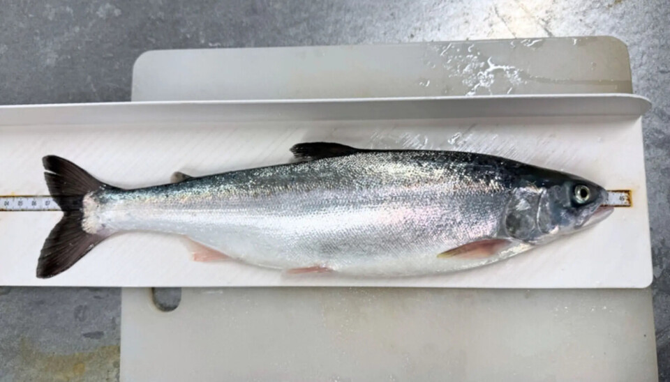 Un híbrido de salmón jorobado. La descendencia sobrevivió cuando el salmón jorobado era el padre y el salmón del Atlántico la madre.