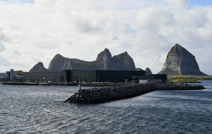 Productor de salmón se declara en quiebra