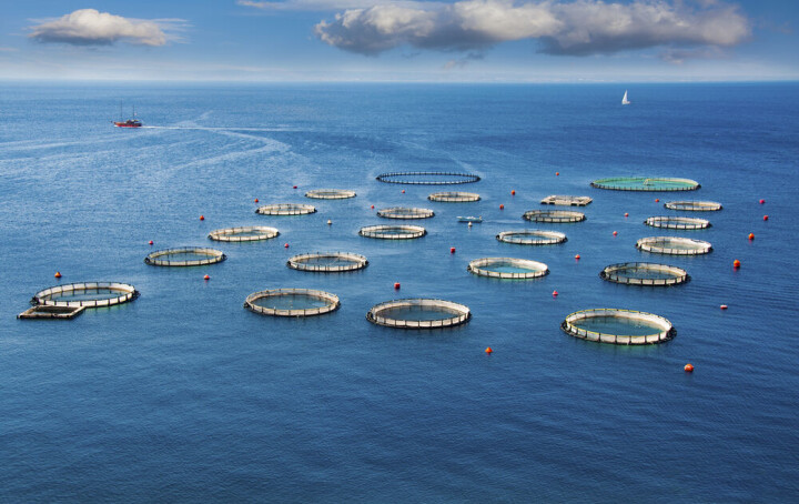 Impactos de la purificación y diferentes fuentes de β-glucanos en la estimulación inmunitaria