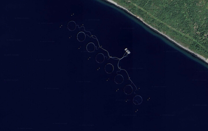 Detectan virus ISA en operación de productor de salmón noruego