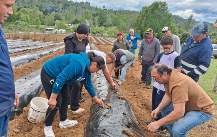 Comunidad indígena logra desarrollar proyecto agrícola tras impulso de AquaChile