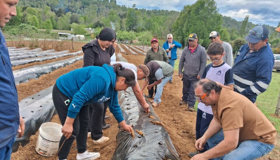 Comunidad indígena logra desarrollar proyecto agrícola tras impulso de AquaChile