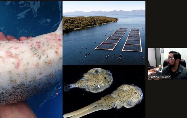 Importantes avances en una nueva vacuna que muestra alta eficacia contra Caligus