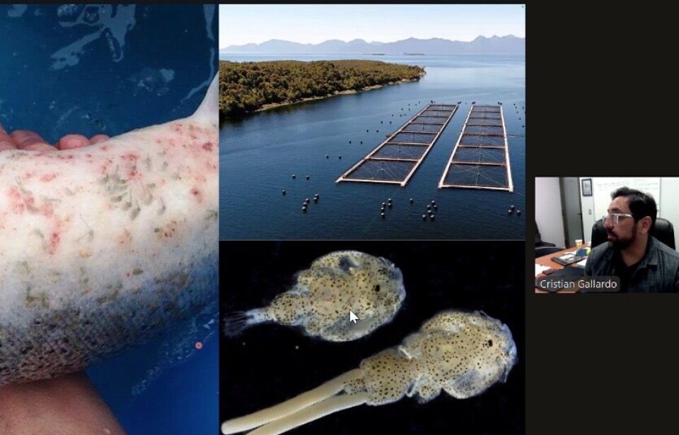 Importantes avances en una nueva vacuna que muestra alta eficacia contra Caligus