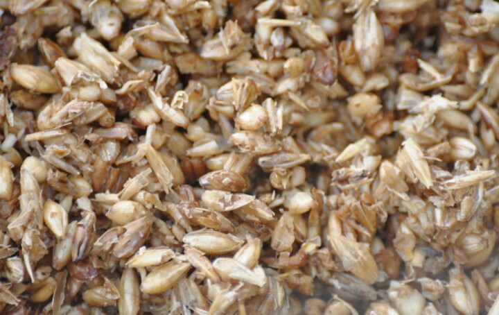 Subproducto de la industria cervecera refuerza la inmunidad intestinal del salmón