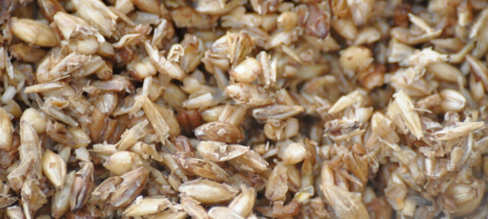 Subproducto de la industria cervecera refuerza la inmunidad intestinal del salmón