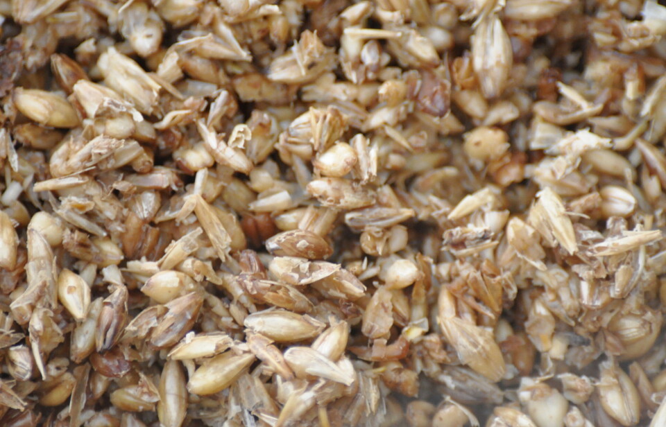 Subproducto de la industria cervecera refuerza la inmunidad intestinal del salmón