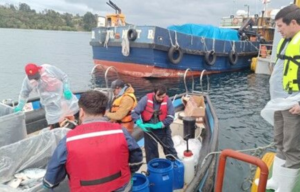 “No ha habido recapturas significativas del escape de salmones de Marine Farm”
