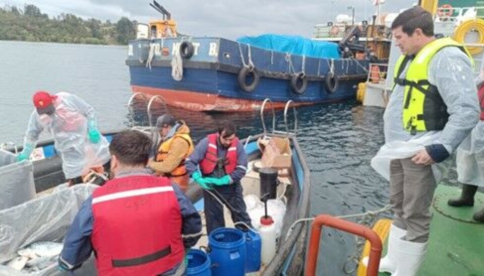 “No ha habido recapturas significativas del escape de salmones de Marine Farm”