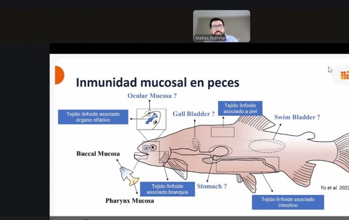 Expertos presentan avances y desarrollo de vacunas contra enfermedades bacterianas en salmón