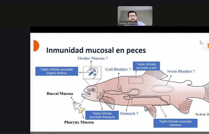 Expertos presentan avances y desarrollo de vacunas contra enfermedades bacterianas en salmón