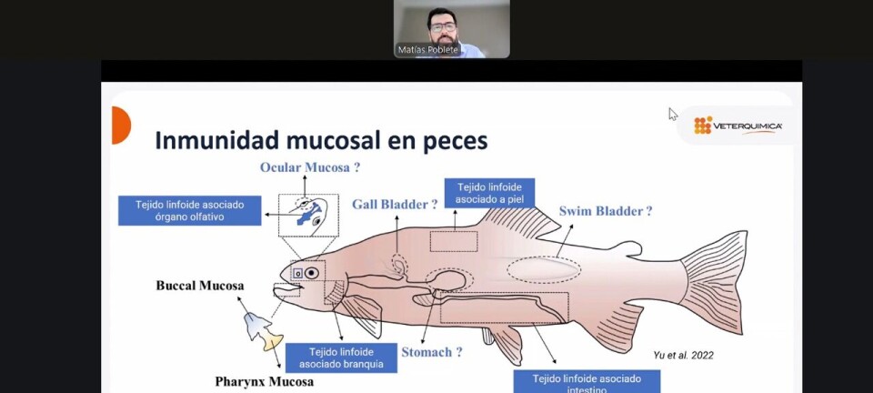 Expertos presentan avances y desarrollo de vacunas contra enfermedades bacterianas en salmón