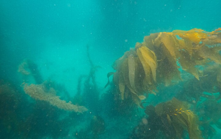 Chilenos avanzan en indicadores para aplicar remediación de fondos en centros de salmón