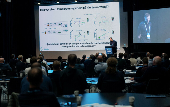 El agua tibia puede afectar la forma del corazón del salmón