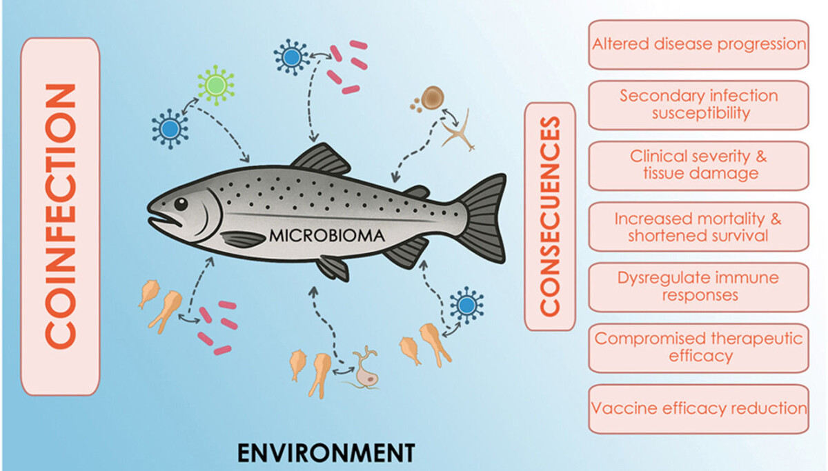 Salmonidos Bajo Ataque: La Amenaza Oculta de las Enfermedades Combinadas
