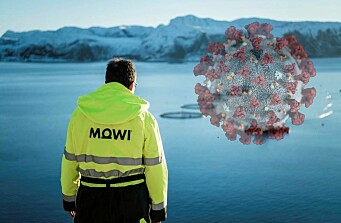 Mowi calcula en hasta 65 mil las toneladas de salmón chileno en frigoríficos