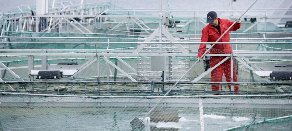 Productor debe cosechar anticipadamente 1,6 millones de smolts