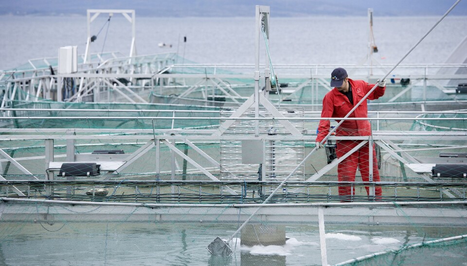 Productor debe cosechar anticipadamente 1,6 millones de smolts