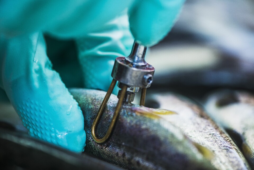 Imagen referencial de vacunación de salmón. Foto: MSD Salud Animal.
