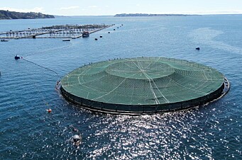 Jaula sumergible chilena para salmonicultura oceánica revela positivos resultados