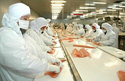 Valor de envíos de salmón chileno muestra recuperación en tres mercados clave
