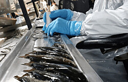 Empresa identificará peces con mejor performance productivo mediante ultrasonografía