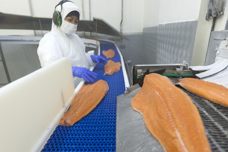 Hay buenas perspectivas para las exportaciones de salmón al mundo en 2022, sujetas a que se mantenga el control de la crisis sanitaria. Foto: Consejo del Salmón.