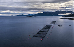 Productor de salmón presenta iniciativa para ampliación de biomasa