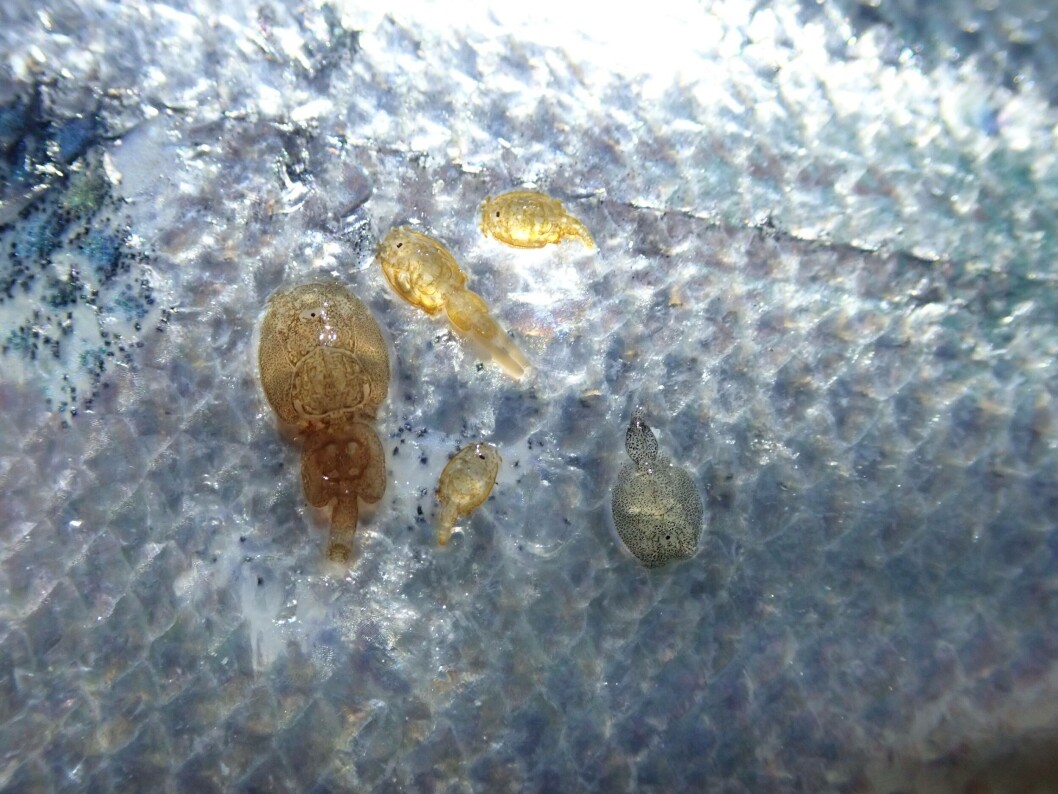 Piojos en salmón. Foto: Cermaq Noruega. Piojos en salmón. Foto: Cermaq Noruega.