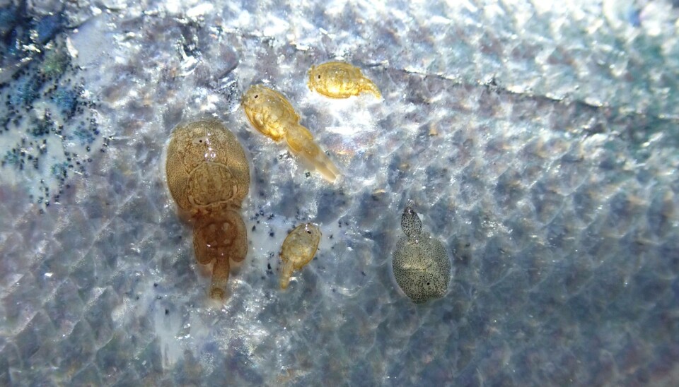 Aumento dramático de las infestaciones por piojos en la industria salmonicultora